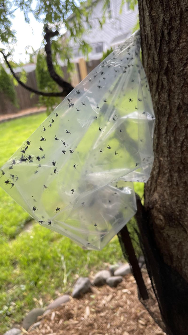 Sticky bands placed around tree trunks