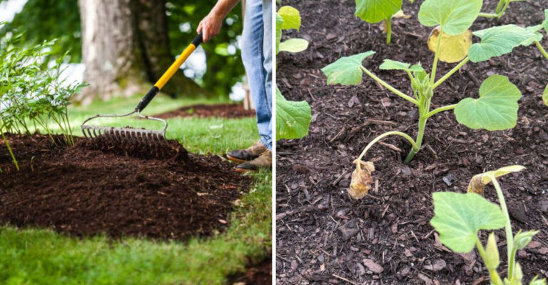 mulch
