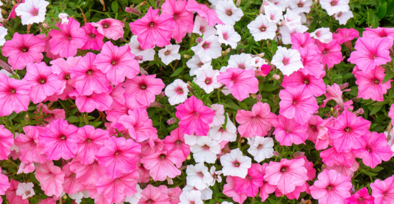 How To Remove Faded Petunias The Right Way (And Why Many Virginia Gardeners Stop Too Soon)