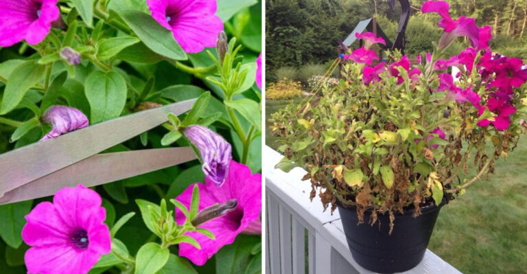 How To Remove Spent Blooms From Georgia Petunias Before Summer Heat Hits