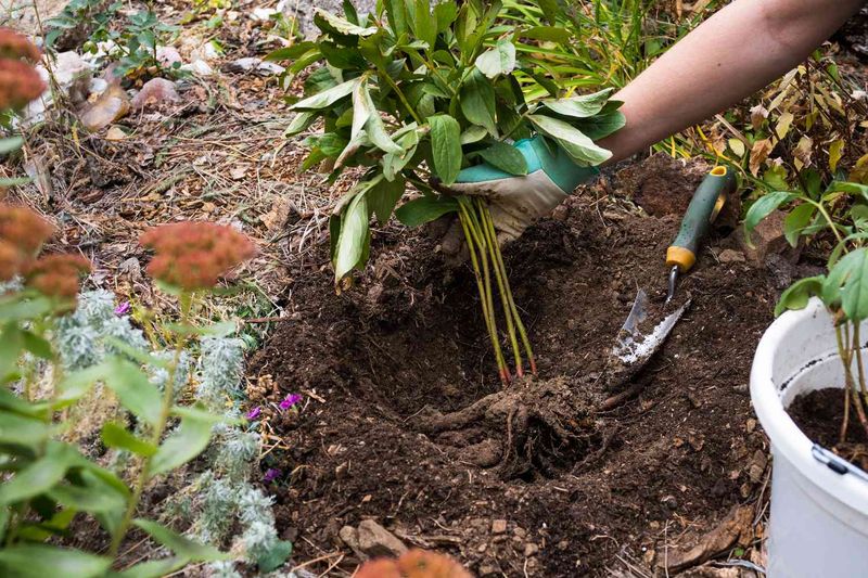How To Replant Peonies Without Delaying Future Blooms