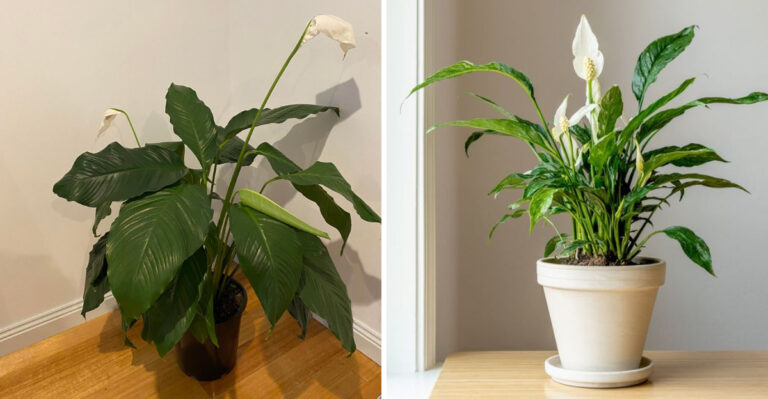 How To Revive A Drooping Peace Lily In Your North Carolina Home In Just 15 Minutes