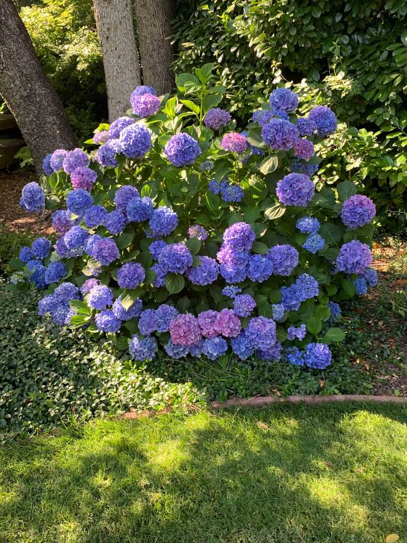 How To Save This Year's Blooms