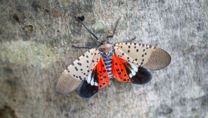 A spotted lanternfly with its wings spread open, revealing the bright red hindwings