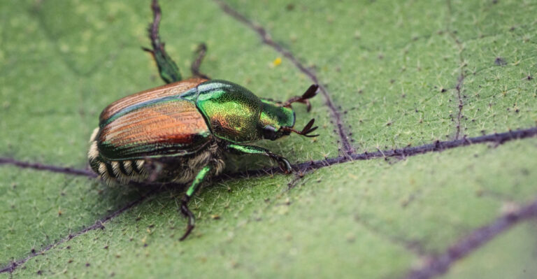 How To Spot Japanese Beetles In Your Indiana Garden Before They Do Real Damage
