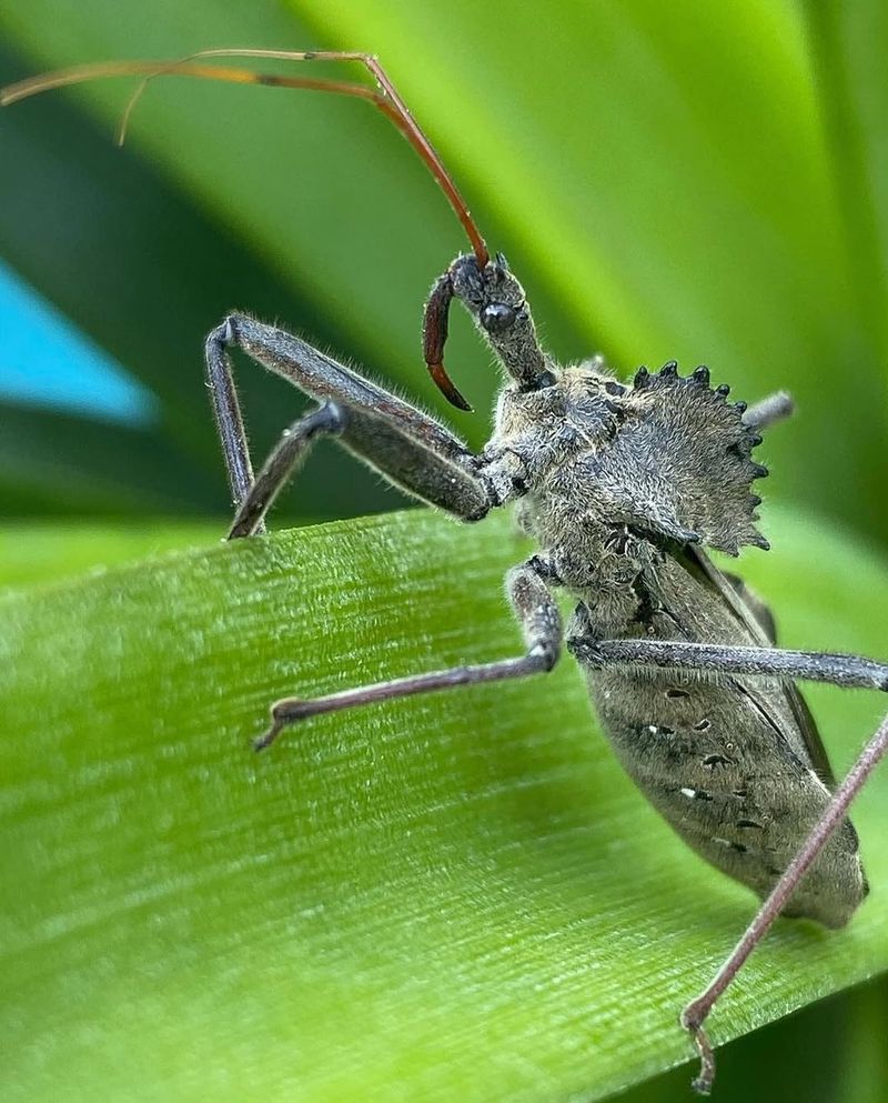 Wheel bug on a leaf