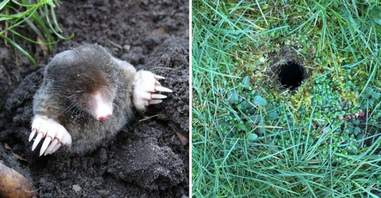 How To Stop Moles From Destroying Your Lawn In Georgia (Safely)