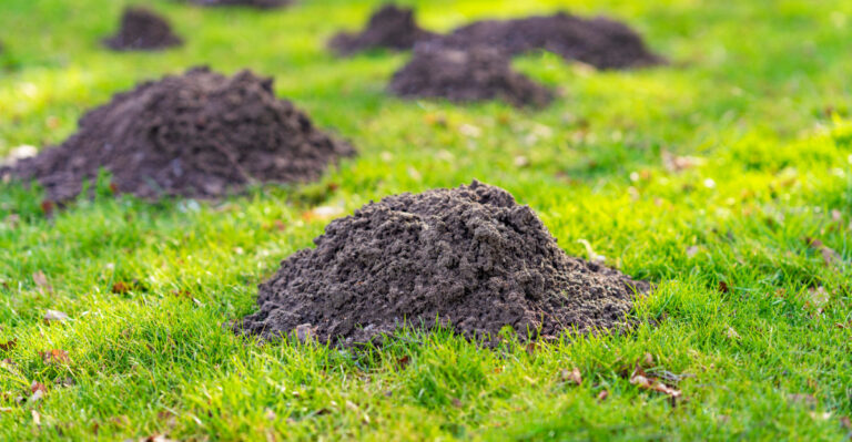 mole piles