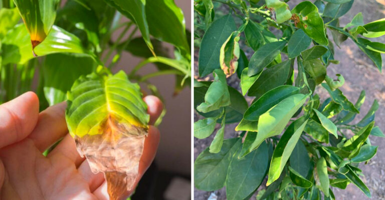 How To Tell If Arizona Plants Are Stressed From Underwatering In May