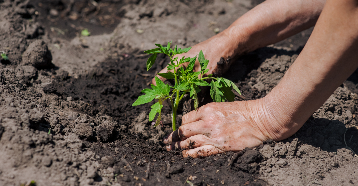 planting tomato plant