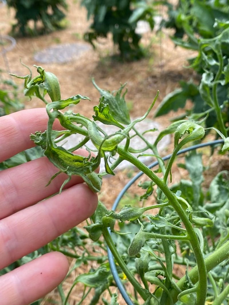 How To Tell If Your Tomato Plant Is In Trouble How To Tell If Your Tomato Plant Is In Trouble