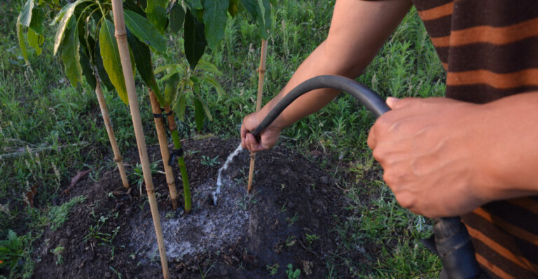 How To Water California Avocado Trees For A Bigger Healthier Harvest