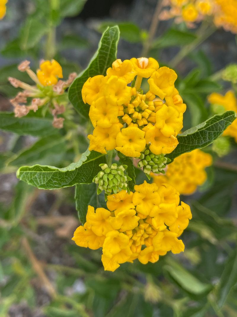 How To Water New Gold Lantana Without Overdoing It How To Water New Gold Lantana Without Overdoing It