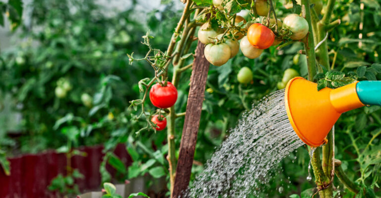 How To Water Tomato Plants In California In May For Bigger, Healthier Harvests