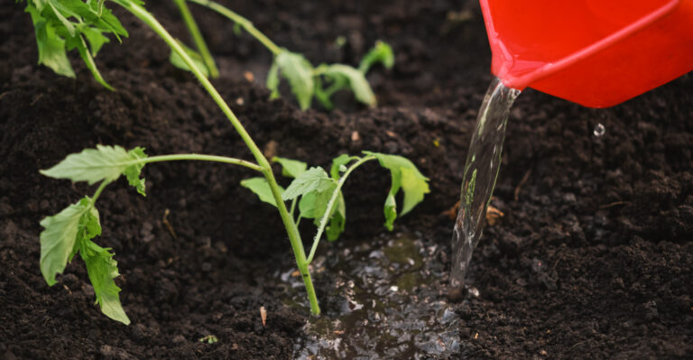 watering tomatoes