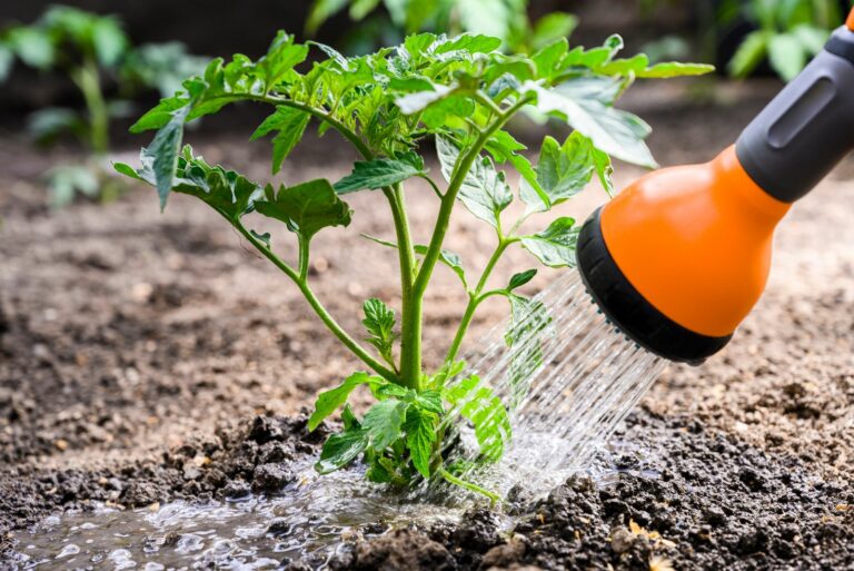 watering tomatoes