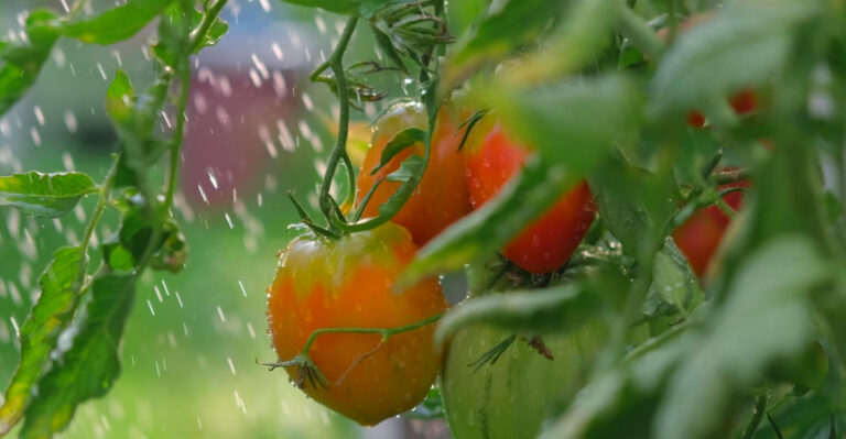 How To Water Tomato Plants In Texas In May For Bigger Healthier Harvests