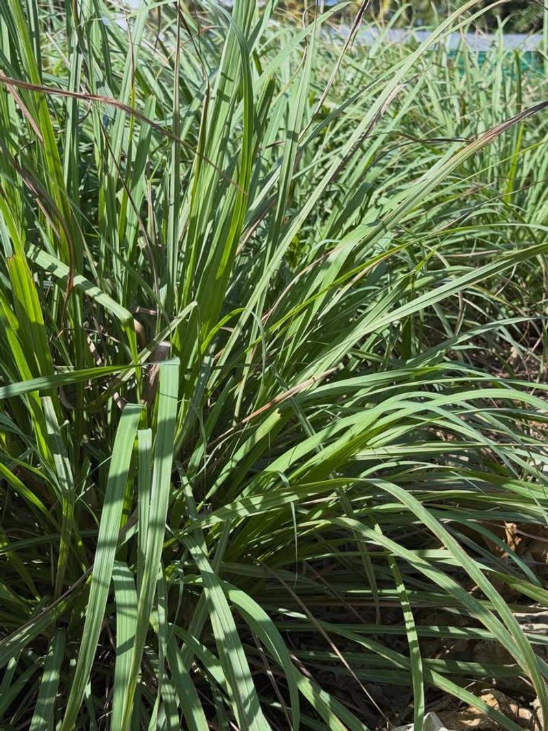 How to Plant It Around Your Patio 