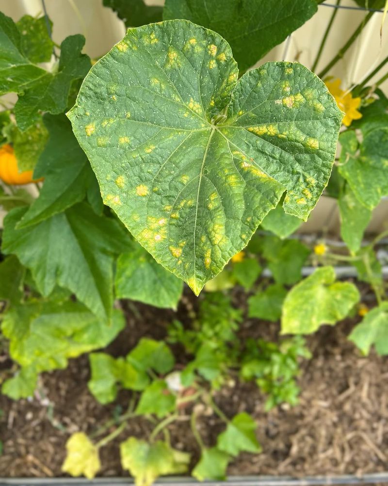 Humid Leaves Give Fungus A Head Start