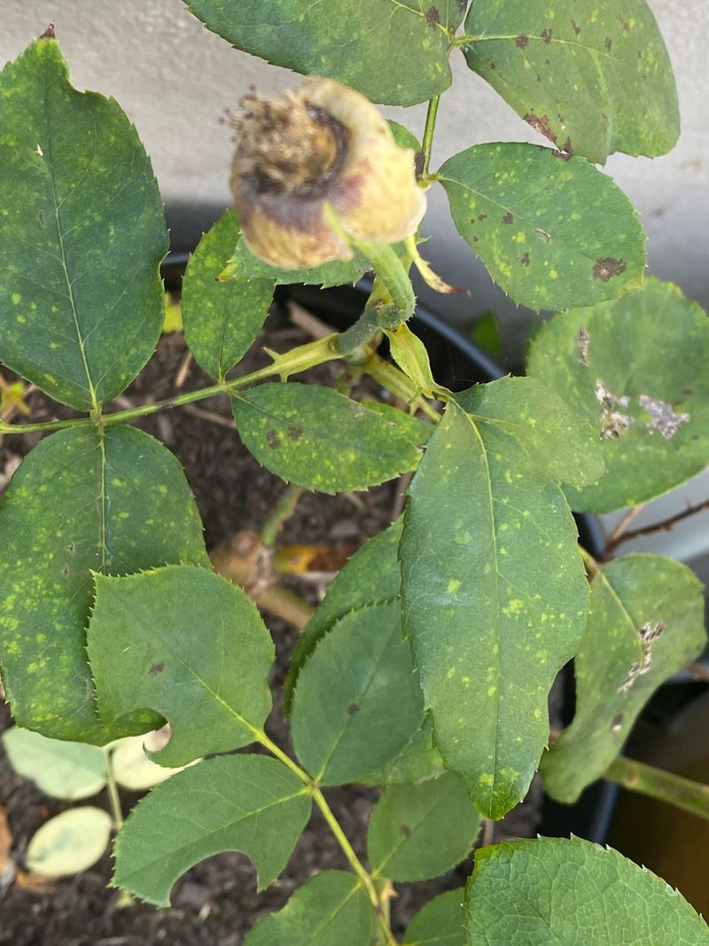 Humid Weather Helps Black Spot Spread Humid Weather Helps Black Spot Spread