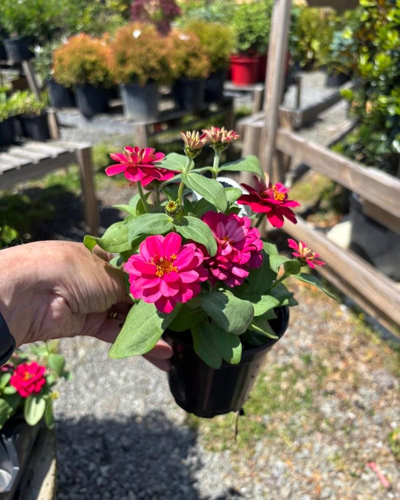 Humidity Can Cause Powdery Mildew On Zinnias By Mid Summer