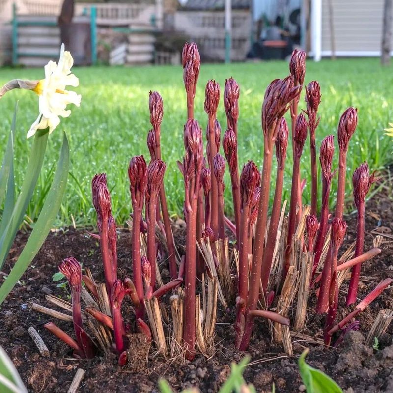 Humidity Makes Quick Peony Cleanup Even More Important