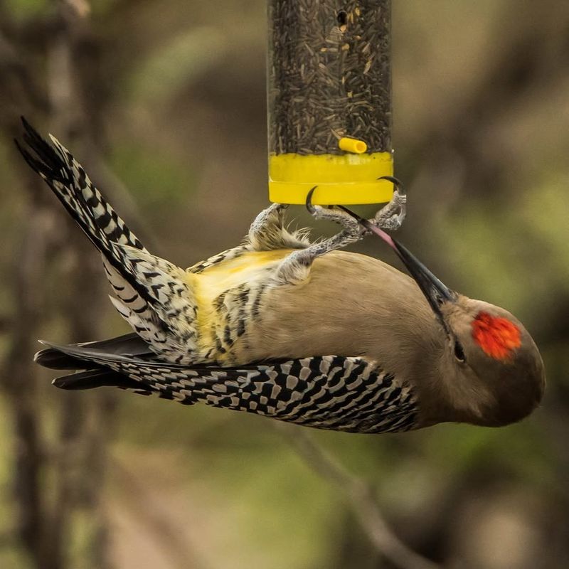 Hummingbird Feeders Tempt Gila Woodpeckers With Sugar Water