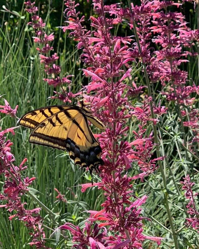 Hummingbird Mint