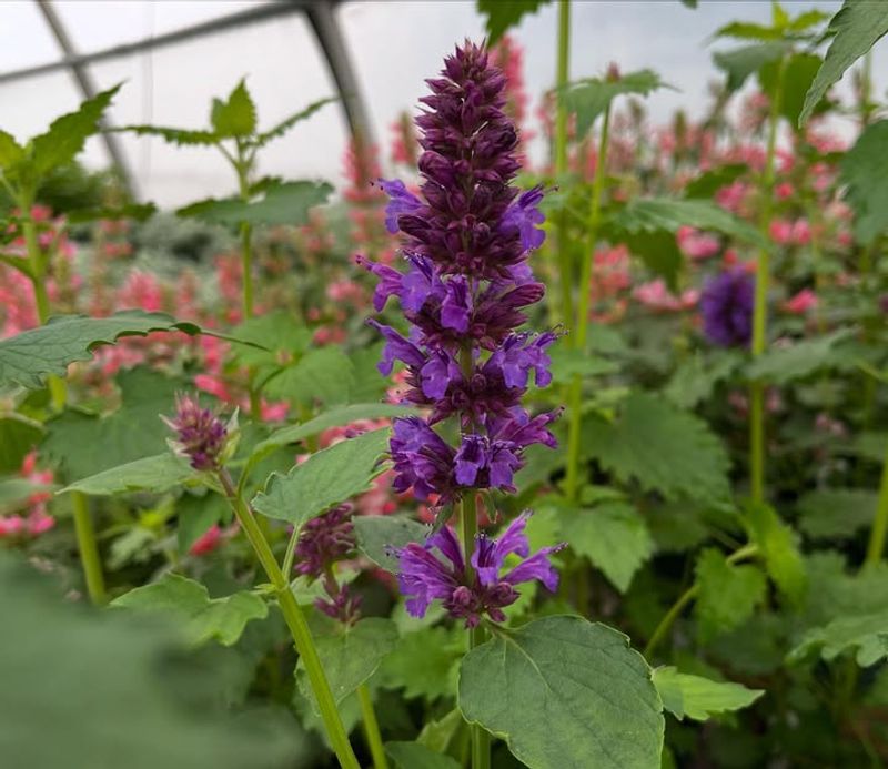 Hummingbird Mint Keeps The Garden Buzzing Hummingbird Mint Keeps The Garden Buzzing