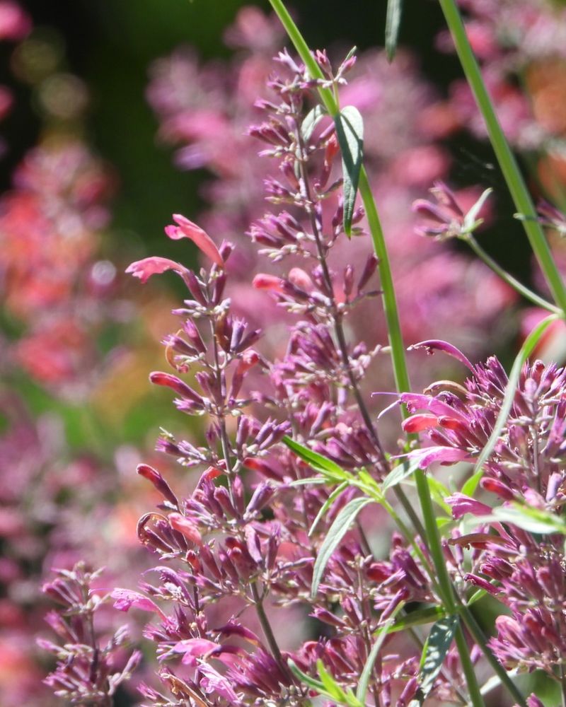 Hummingbird Mint
