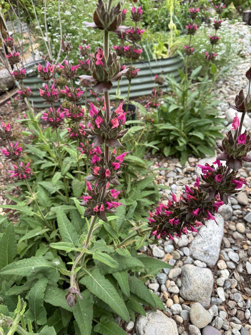Hummingbird Sage 
