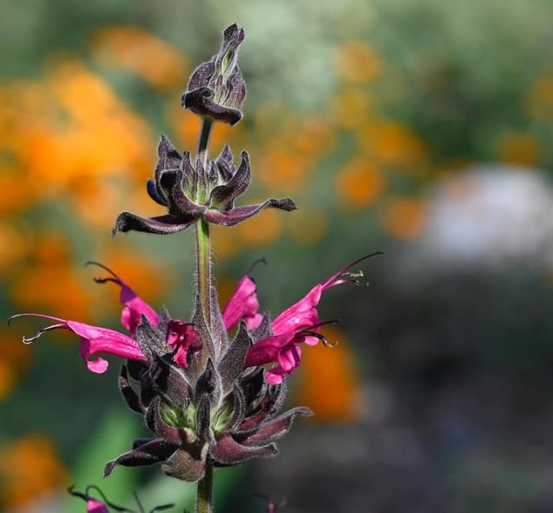Hummingbird Sage Hummingbird Sage