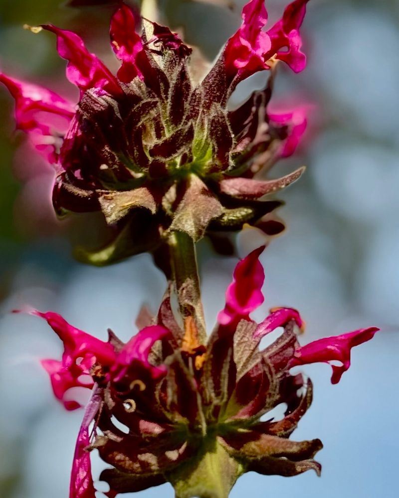 Hummingbird Sage
