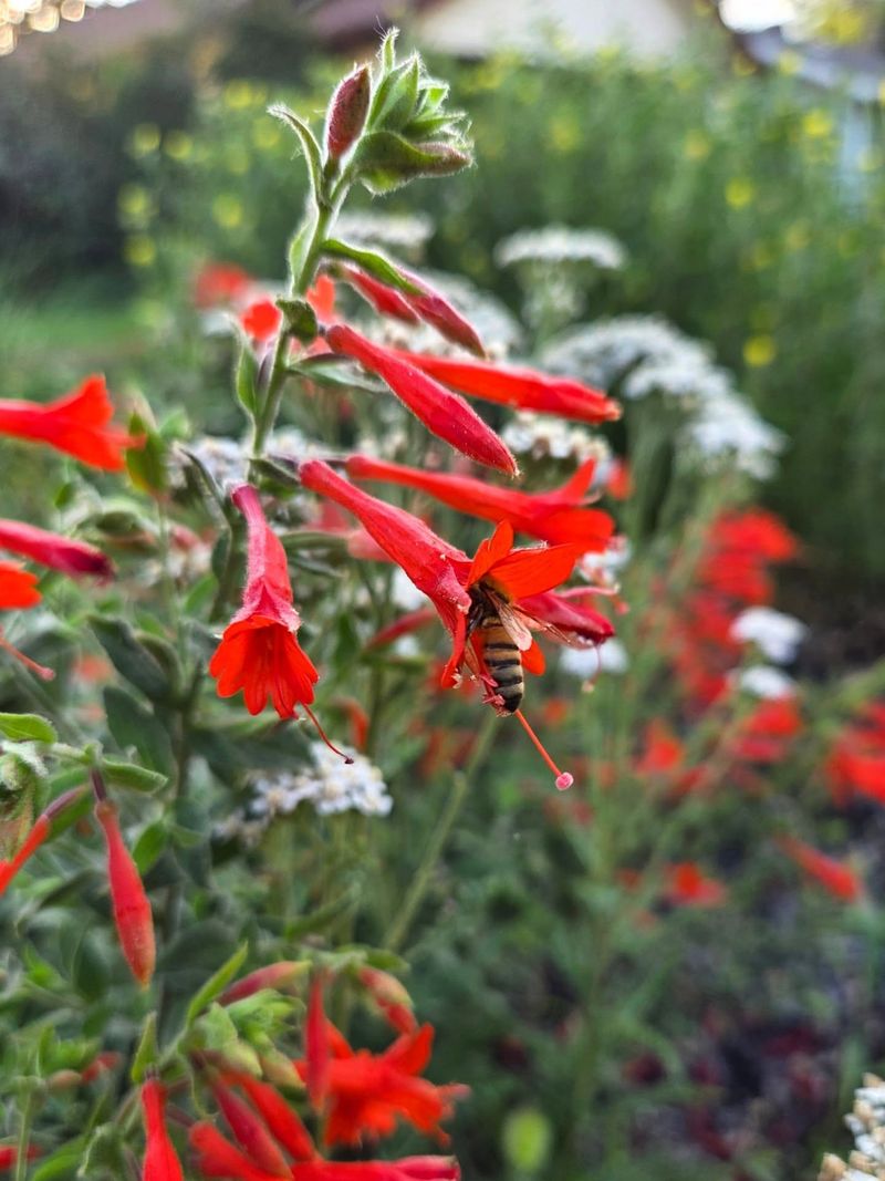 Hummingbird Trumpet