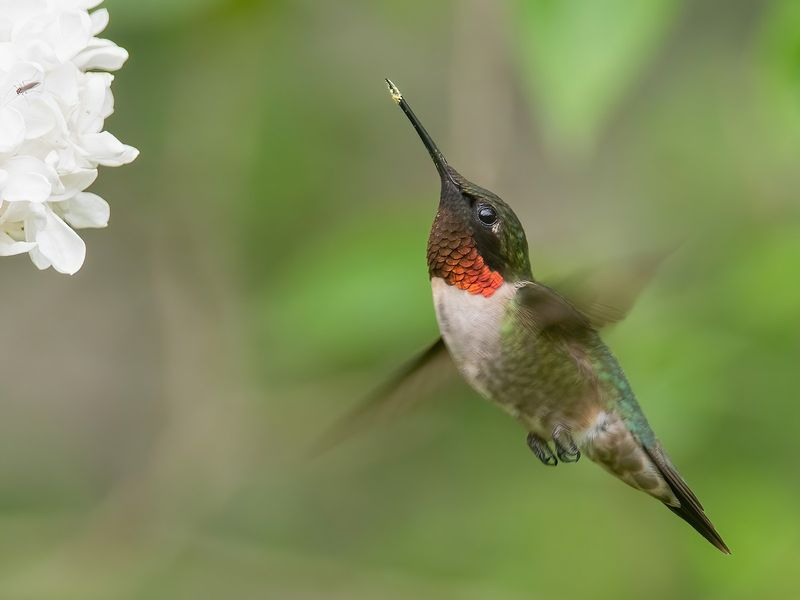 Hummingbirds Bring A Flash Of Joy To Summer Yards Hummingbirds Bring A Flash Of Joy To Summer Yards