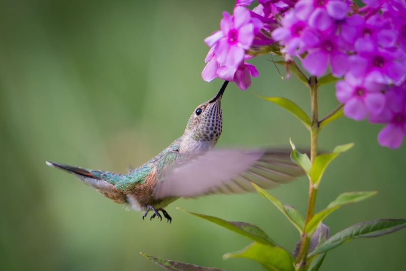 Hummingbirds Quickly Notice The Tall Flower Clusters