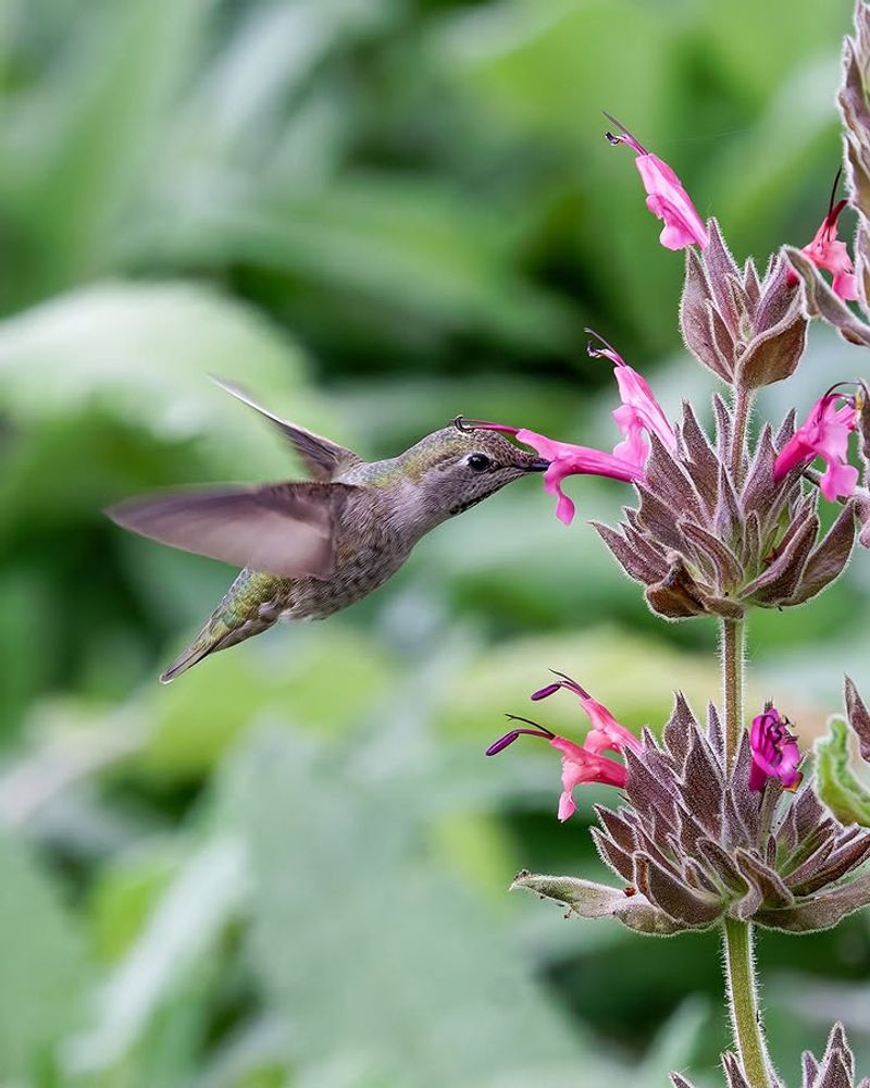 Hummingbirds Visit The Blooms