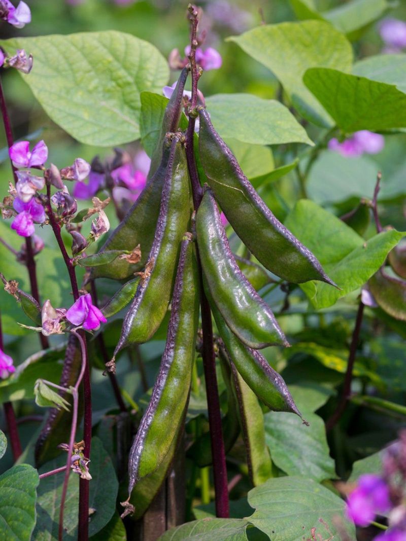 Hyacinth Bean Vine Climbs Quickly On Sunny Trellises