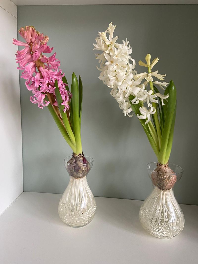 Hyacinth