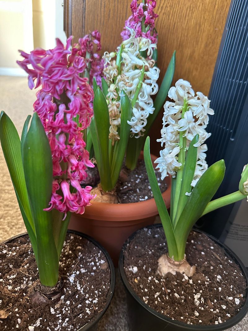 Hyacinths Are Commonly Left Undisturbed In Spring