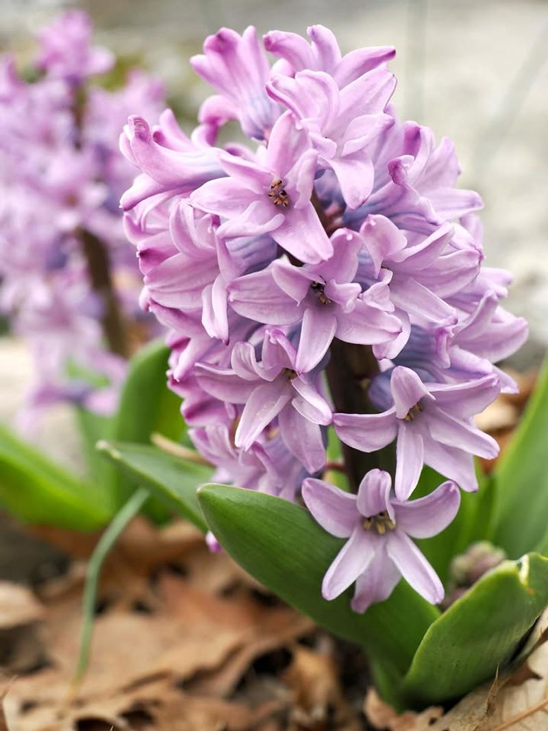 Hyacinths (Hyacinthus orientalis) Often Lose Their Best Show After The First Spring Hyacinths (Hyacinthus orientalis) Often Lose Their Best Show After The First Spring