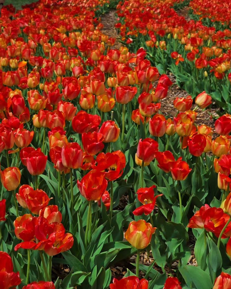 Hybrid Tulips (Tulipa hybrids) Look Beautiful But Often Fade Fast Hybrid Tulips (Tulipa hybrids) Look Beautiful But Often Fade Fast