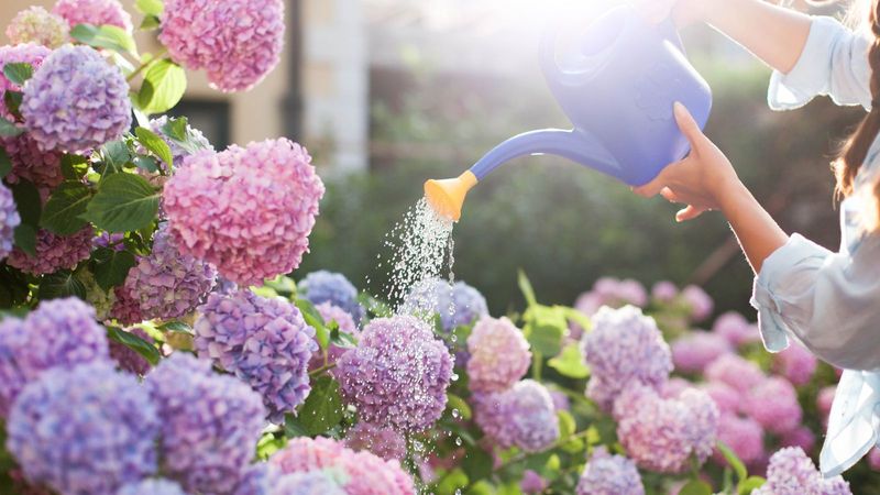 Hydrangea