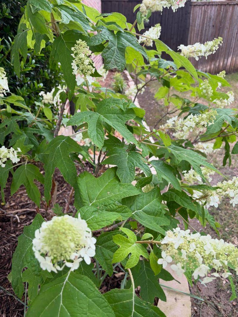 Hydrangea