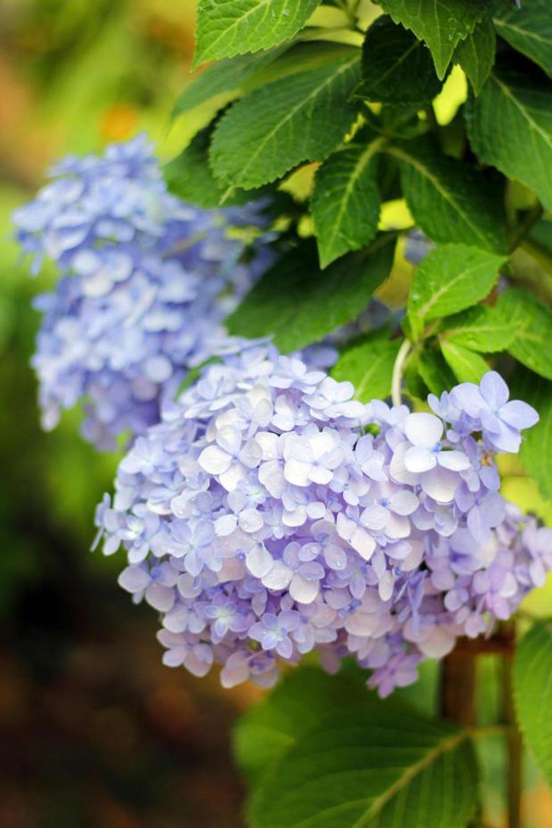 Hydrangea 