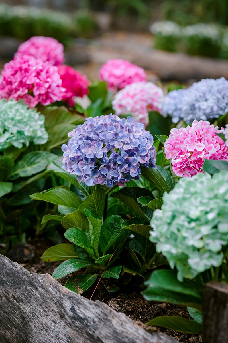 Hydrangea