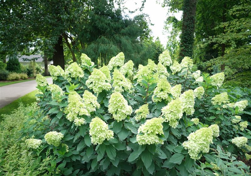 Hydrangea Interest Is Still Going Strong