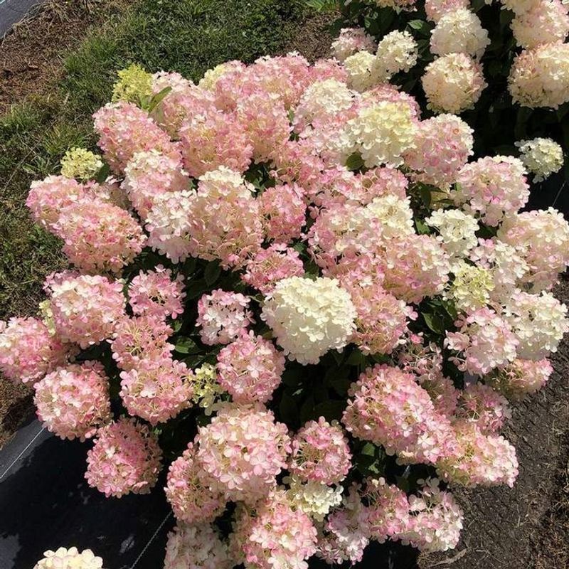 Hydrangea (Panicle / Smooth)