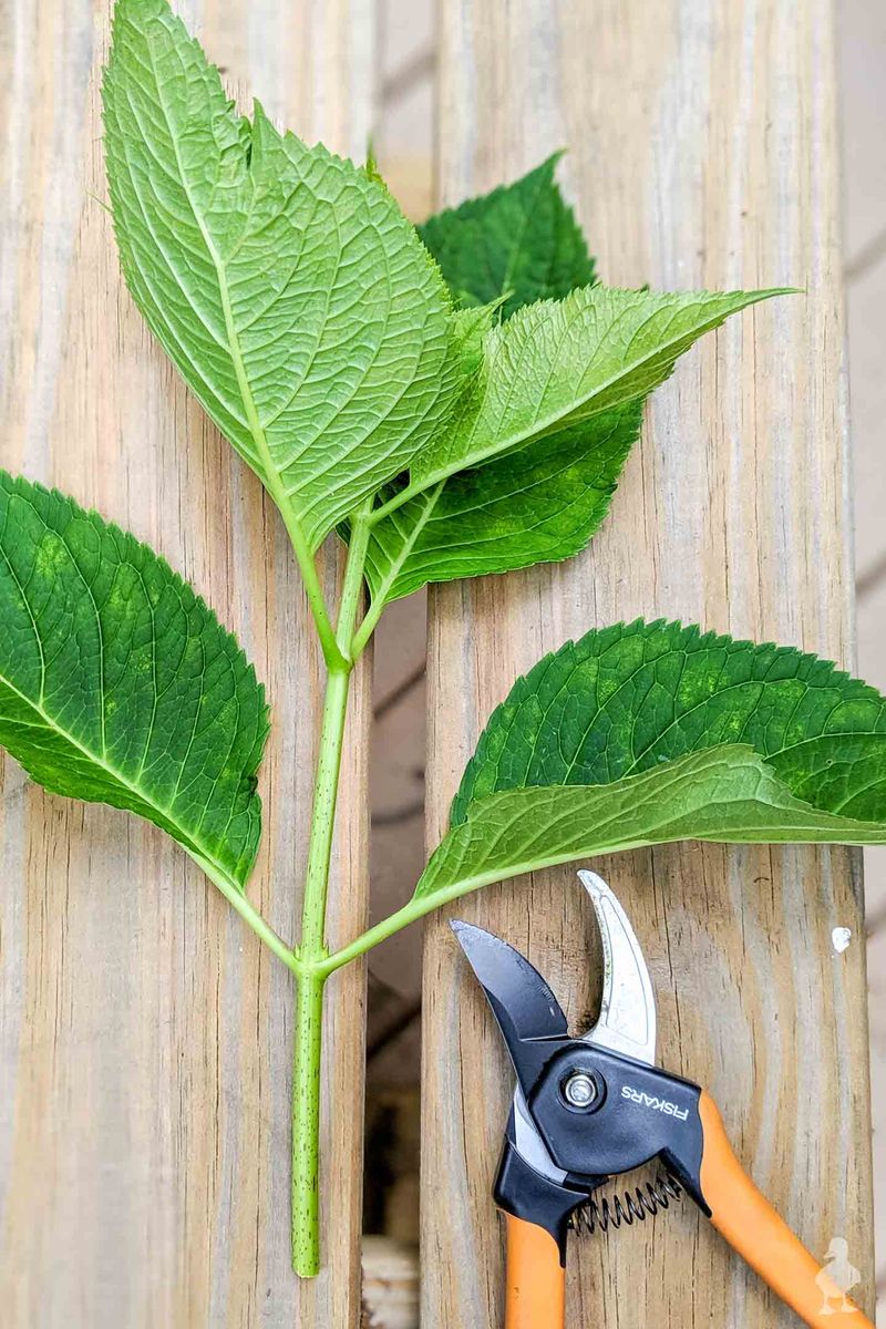 Hydrangea Takes Off While Spring Growth Is Soft