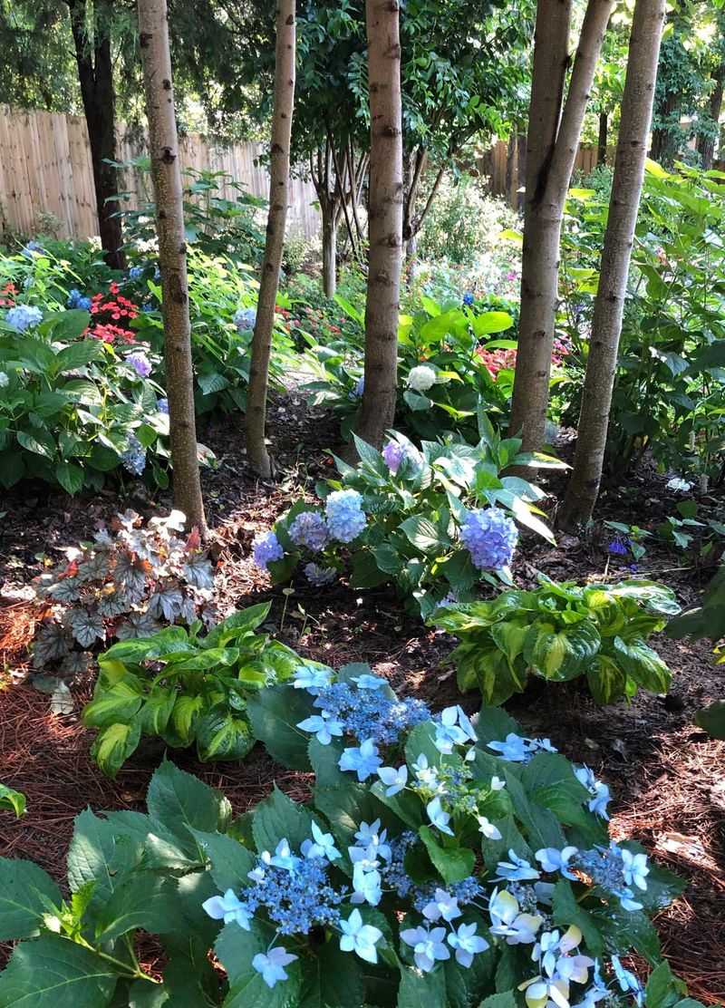 Hydrangea Type Matters Before You Do Anything